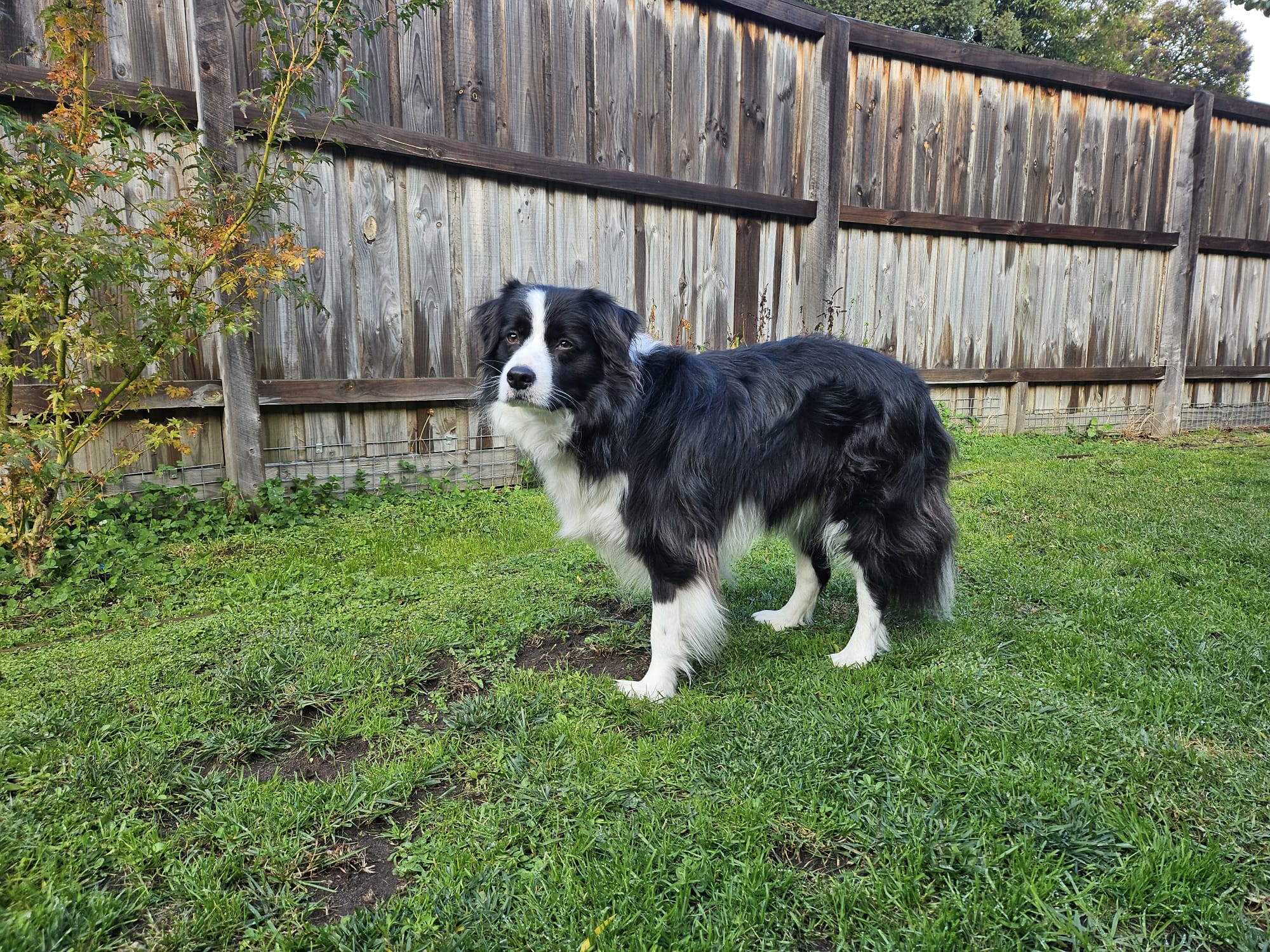 What Your Dog's Post-Poop Dance Really Means