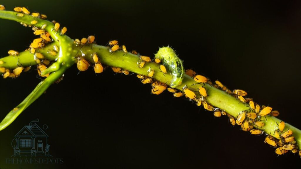 Do Lilacs Need Pest Control? 3 Aphids