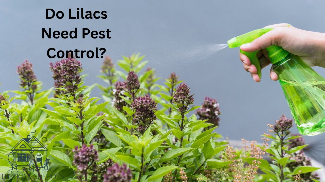 Do Lilacs Need Pest Control?