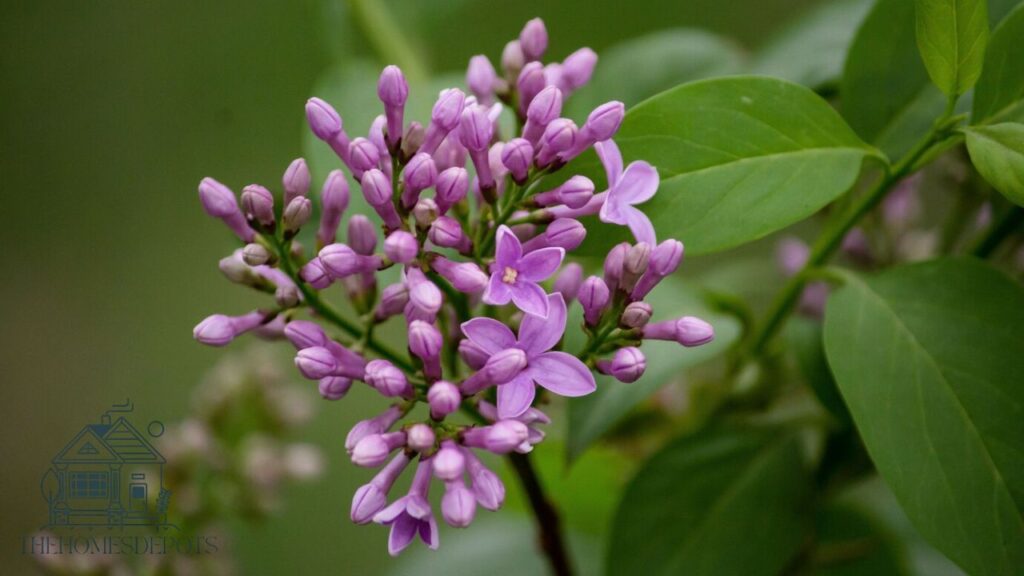 Do Lilacs Need Pest Control? 2 Lilac Borers
