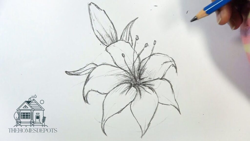 Lily Flower Drawing Tutorial – Easy Step-by-Step Guide 3 Step by Step Lily Flower Drawing Tutorial