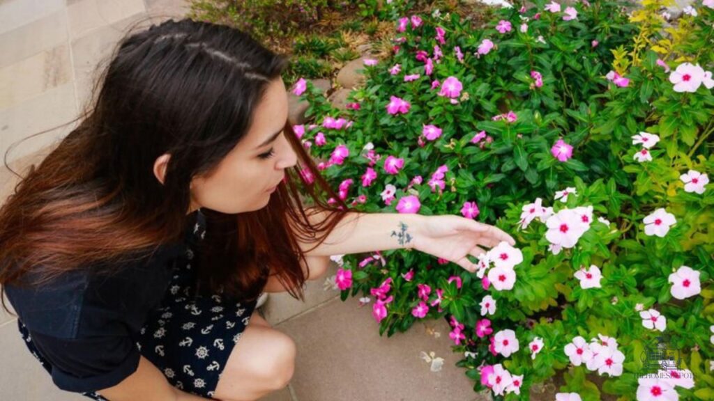 Desideria Flower - Care Tips & Growing Guide 2 How to Grow the Desideria Flower